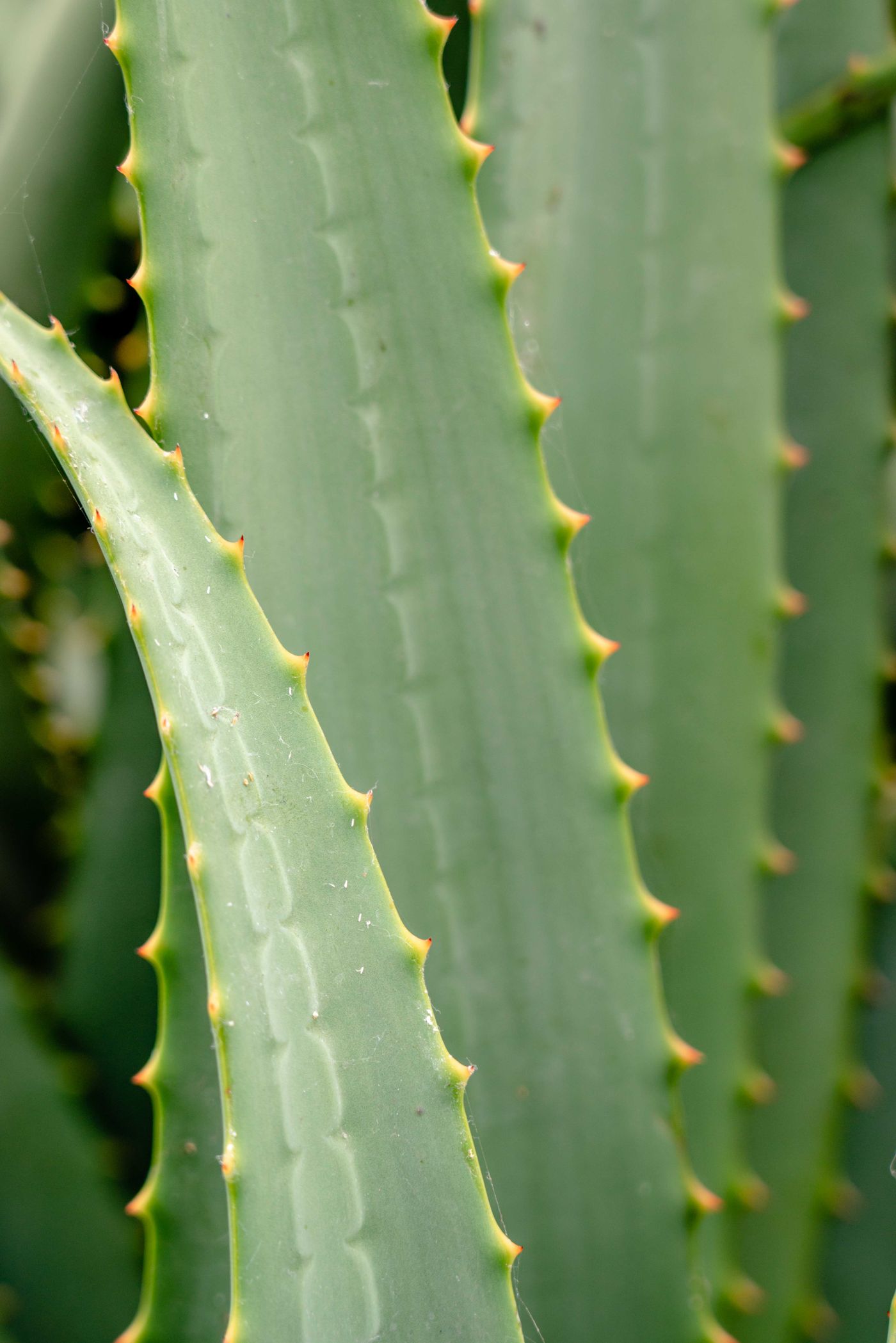 Nærbillede af aloe vera-blade